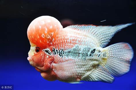 花羅漢魚 菜苔苔與菜生生職業